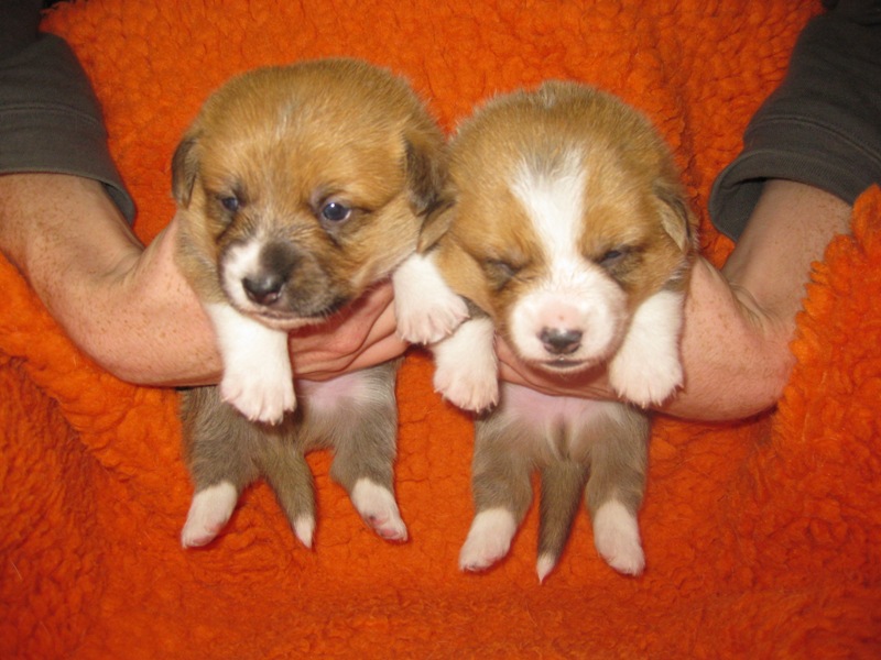 Puppies